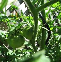 Green tomatoes2.jpg
